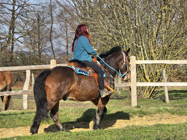Freiberger Mix Wałach 9 lat 157 cm Gniada in Linkenbach