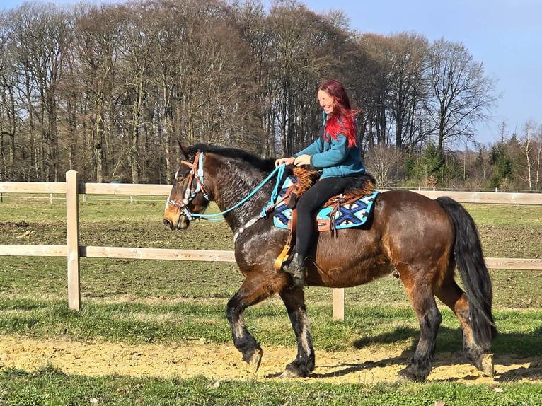 Freiberger Mix Wałach 9 lat 157 cm Gniada in Linkenbach