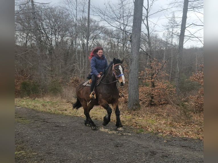 Freiberger Mix Wałach 9 lat 157 cm Gniada in Linkenbach