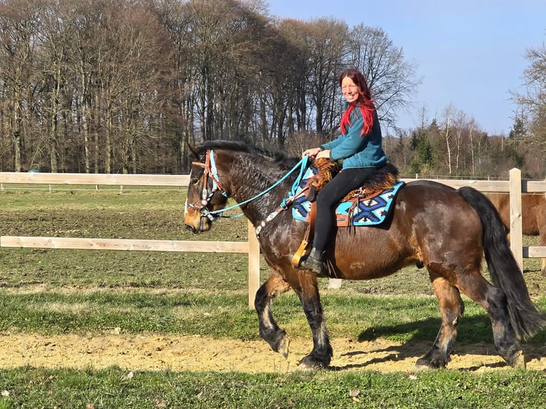 Freiberger Mix Wałach 9 lat 157 cm Gniada in Linkenbach