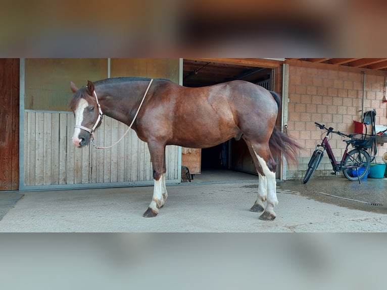Freiberger Wałach 9 lat 158 cm Ciemnokasztanowata in Lenk im Simmental