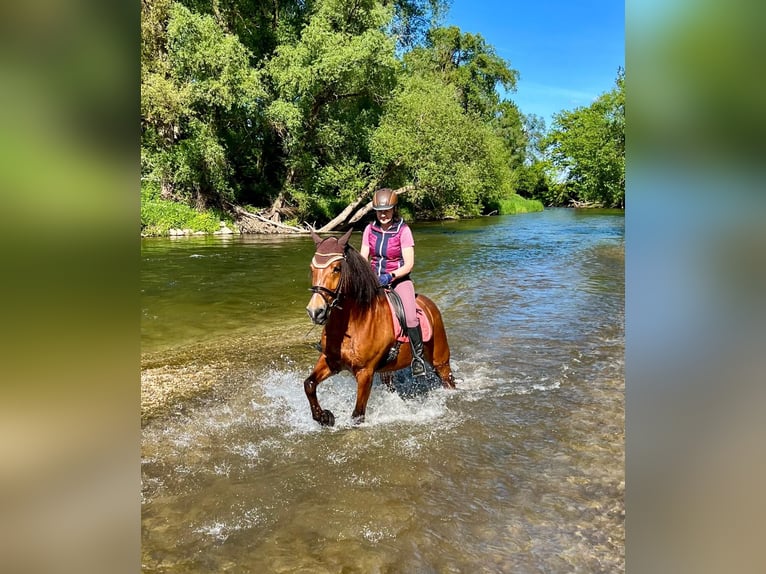 Freiberger Wallach 10 Jahre 160 cm Brauner in Moosining