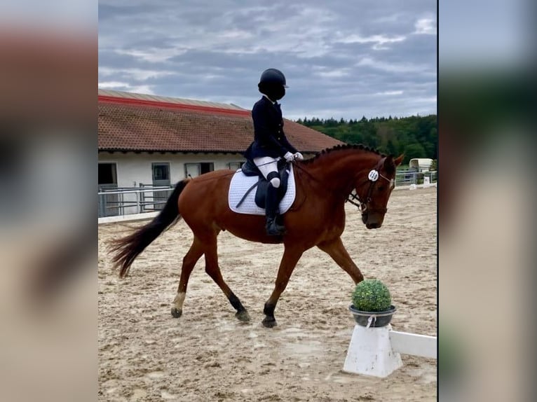 Freiberger Wallach 10 Jahre 162 cm Brauner in Altötting