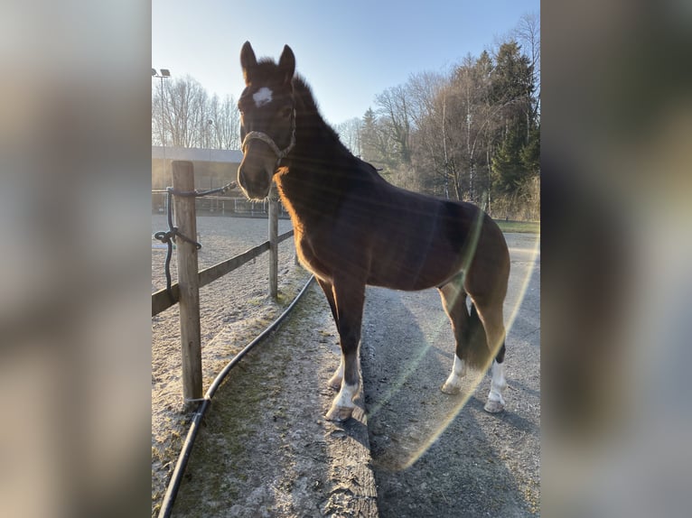 Freiberger Wallach 10 Jahre 168 cm Dunkelbrauner in Berg