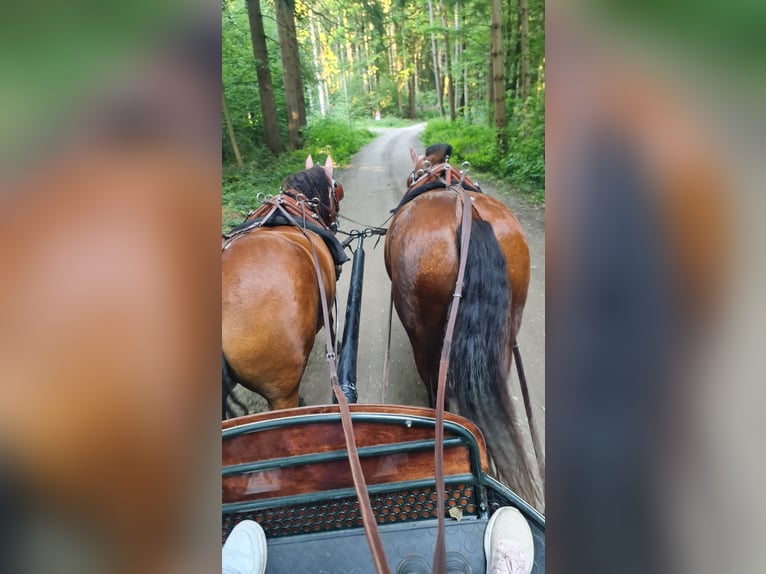 Freiberger Wallach 11 Jahre 152 cm Brauner in Aystetten