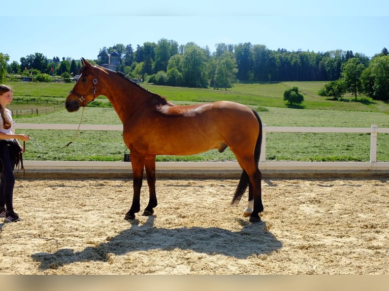 Freiberger Wallach 11 Jahre 157 cm Brauner in Dietikon