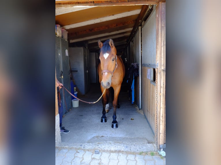 Freiberger Wallach 11 Jahre 157 cm Brauner in Dietikon