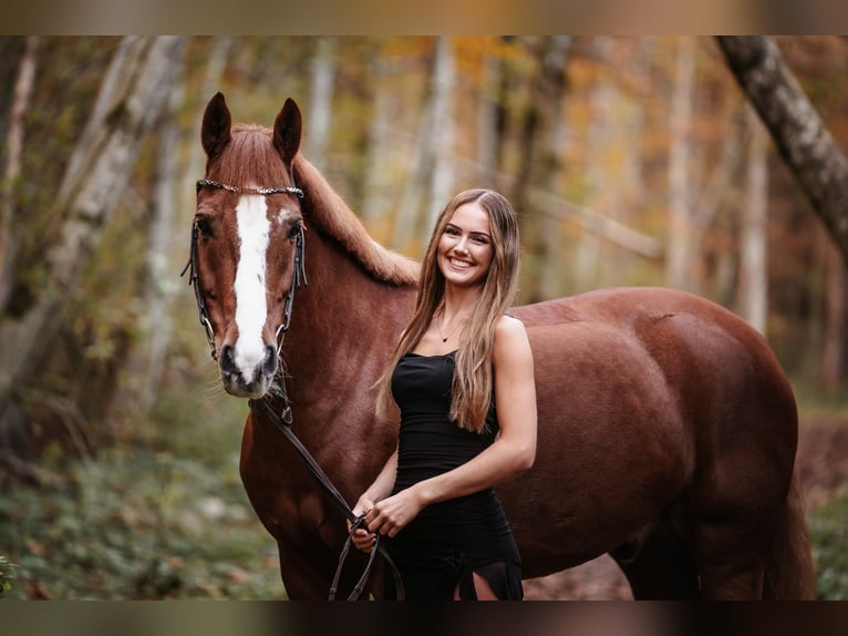 Freiberger Wallach 11 Jahre 160 cm Fuchs in Sihlbrugg