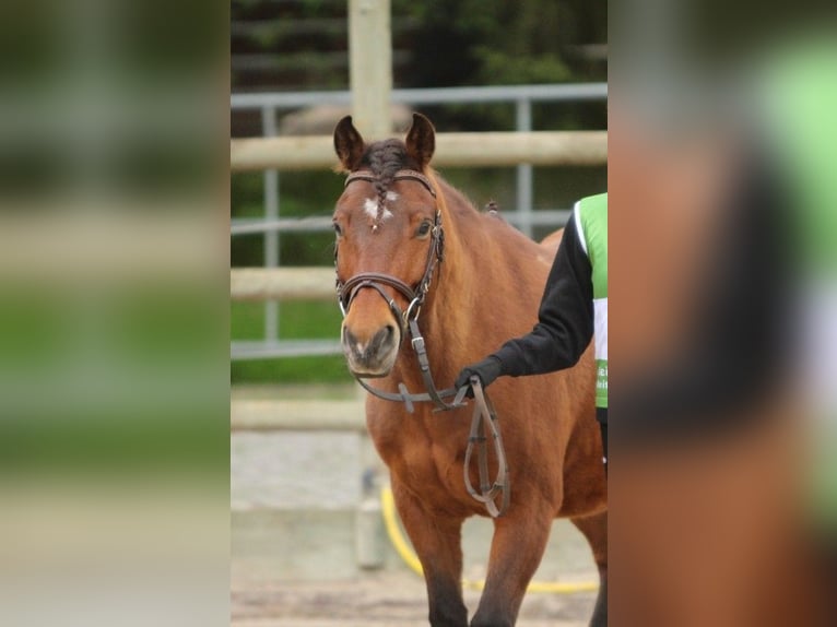Freiberger Wallach 12 Jahre 141 cm Brauner in Kottwil