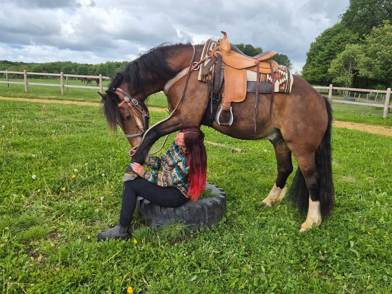 Freiberger Wallach 12 Jahre 156 cm Brauner in Linkenbach