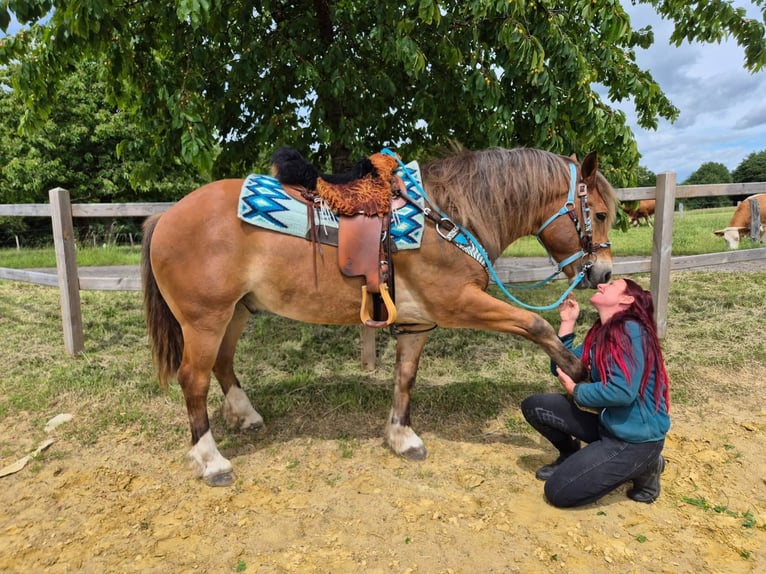 Freiberger Mix Wallach 12 Jahre 156 cm Fuchs in Linkenbach