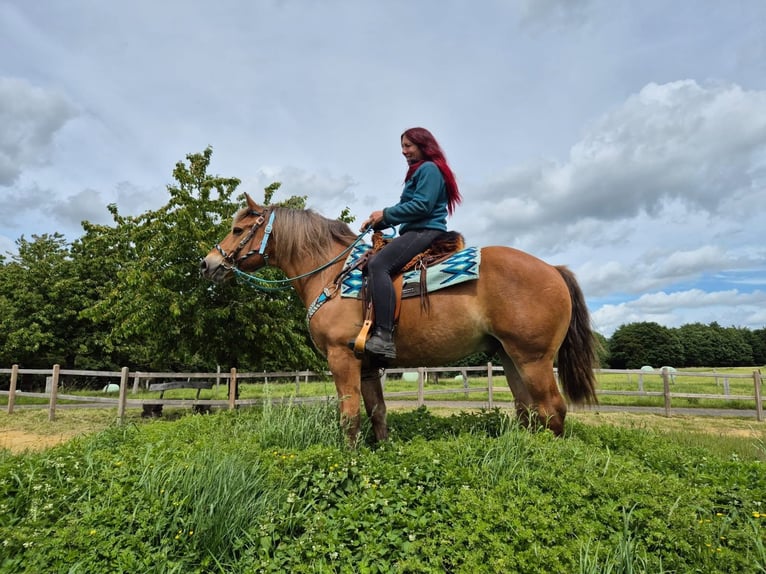 Freiberger Mix Wallach 12 Jahre 156 cm Fuchs in Linkenbach