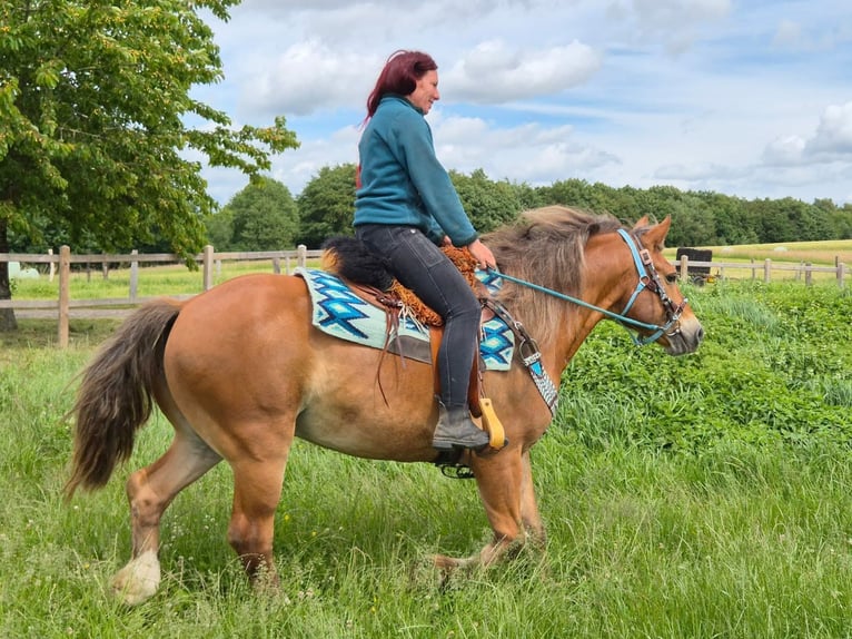 Freiberger Mix Wallach 12 Jahre 156 cm Fuchs in Linkenbach