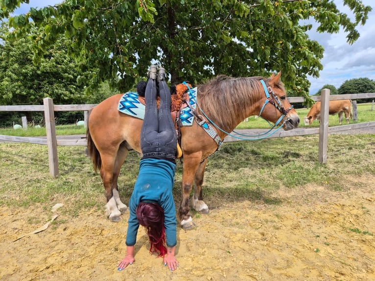 Freiberger Mix Wallach 12 Jahre 156 cm Fuchs in Linkenbach