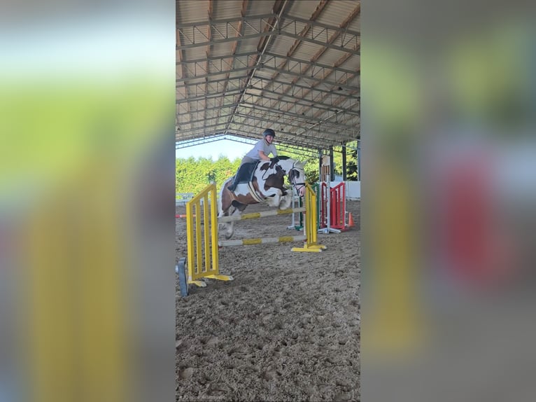 Freiberger Wallach 12 Jahre 160 cm Brauner in Pforzheim