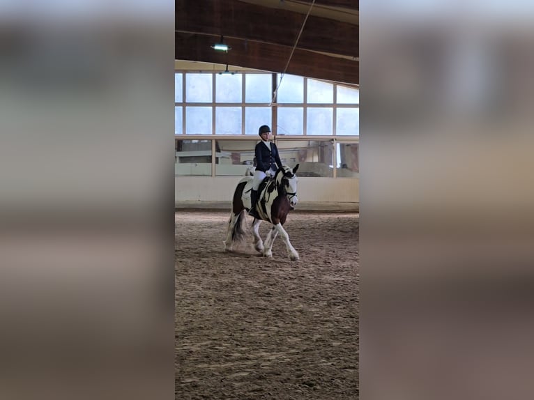 Freiberger Wallach 12 Jahre 160 cm Brauner in Pforzheim