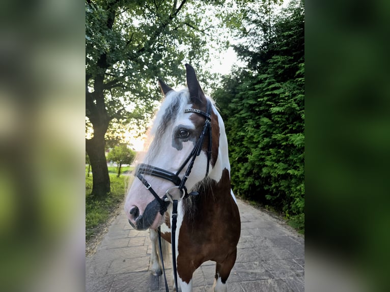 Freiberger Wallach 12 Jahre 160 cm Brauner in Pforzheim