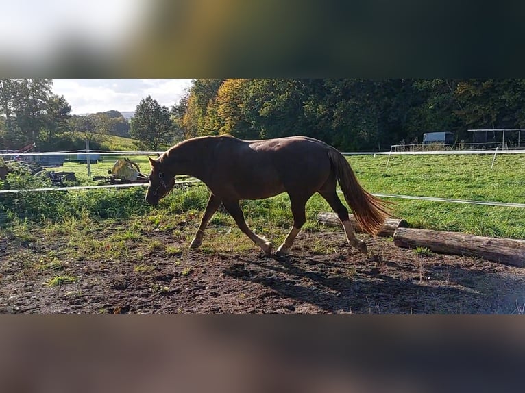 Freiberger Wallach 12 Jahre 163 cm Dunkelfuchs in Miehlen