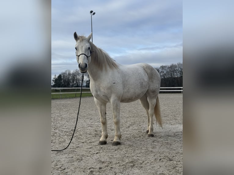 Freiberger Wallach 12 Jahre 168 cm Schimmel in Lörrach