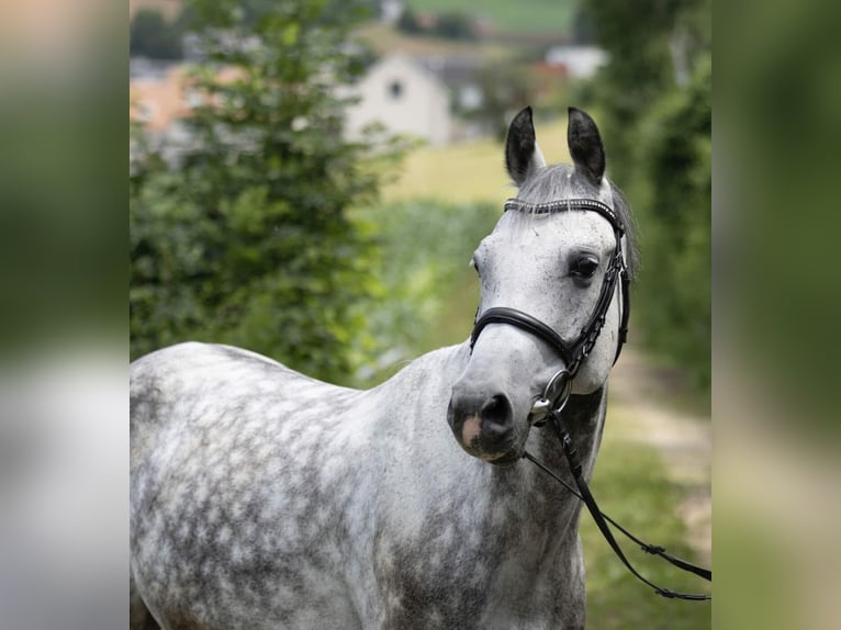 Freiberger Wallach 14 Jahre Schimmel in Lausen