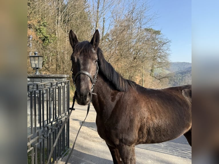Freiberger Wallach 14 Jahre Schimmel in Lausen