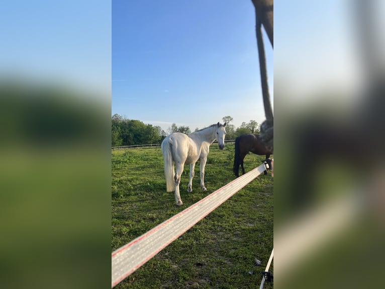 Freiberger Wallach 15 Jahre 145 cm Schimmel in Fiume veneto