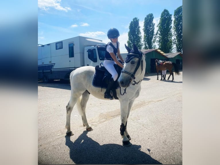 Freiberger Wallach 15 Jahre 145 cm Schimmel in Fiume veneto