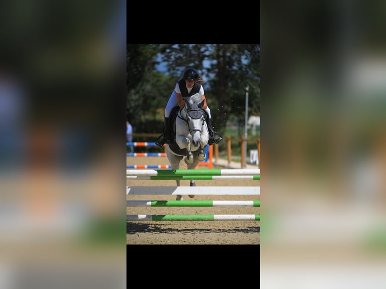 Freiberger Wallach 15 Jahre 145 cm Schimmel in Fiume veneto