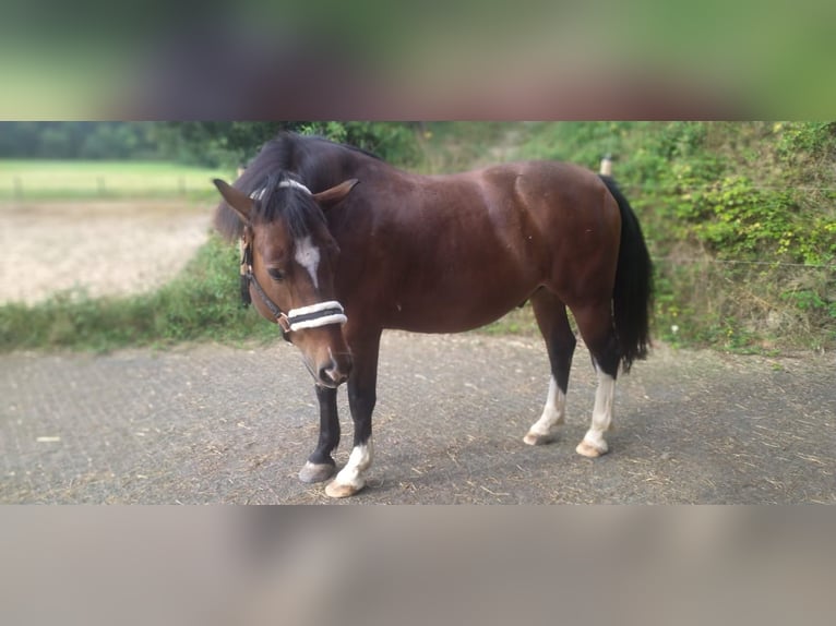 Freiberger Wallach 15 Jahre 152 cm Brauner in Dessighofen