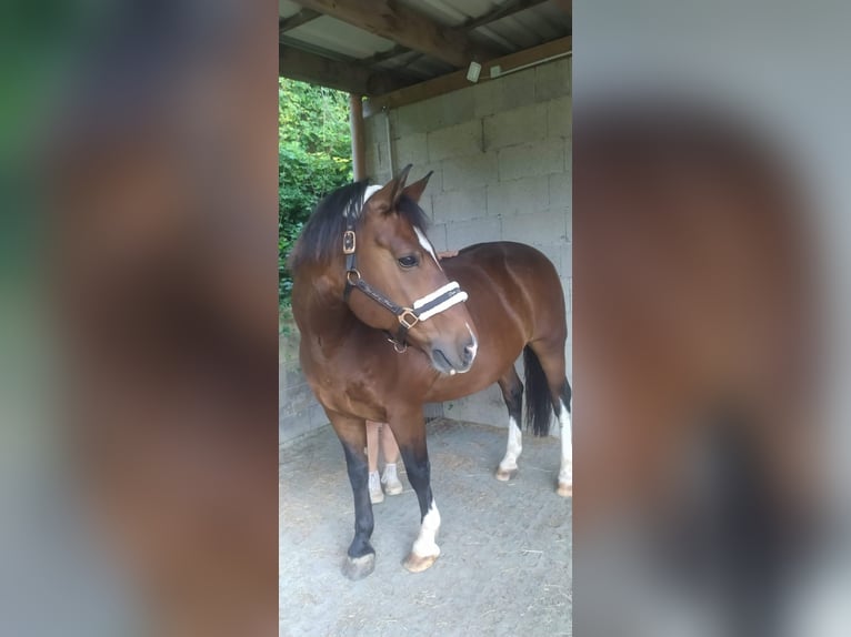 Freiberger Wallach 15 Jahre 152 cm Brauner in Dessighofen