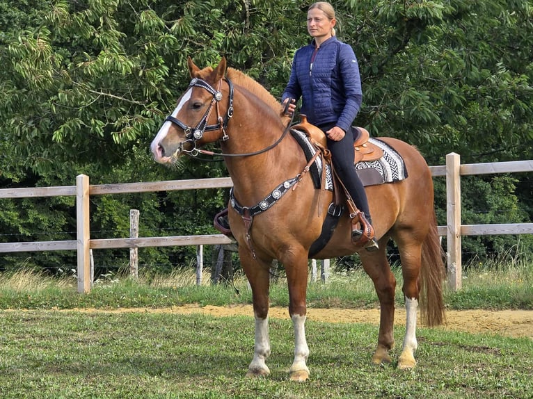 Freiberger Wallach 15 Jahre 157 cm Fuchs in Linkenbach