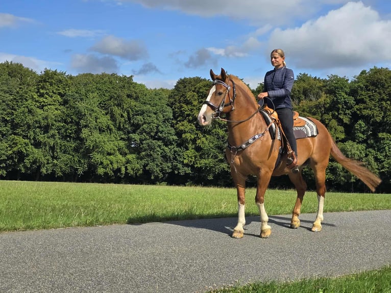 Freiberger Wallach 15 Jahre 157 cm Fuchs in Linkenbach