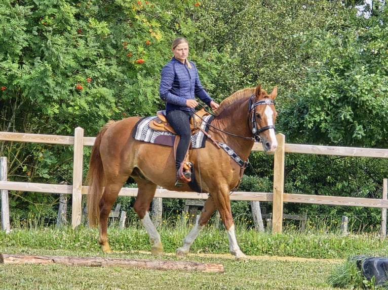 Freiberger Wallach 15 Jahre 157 cm Fuchs in Linkenbach