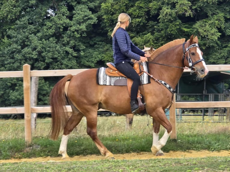 Freiberger Wallach 15 Jahre 157 cm Fuchs in Linkenbach