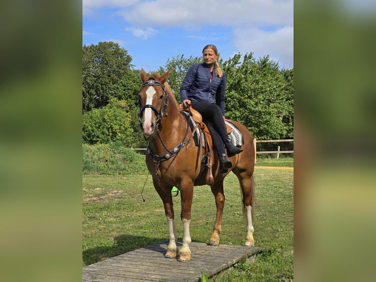 Freiberger Wallach 15 Jahre 157 cm Fuchs in Linkenbach