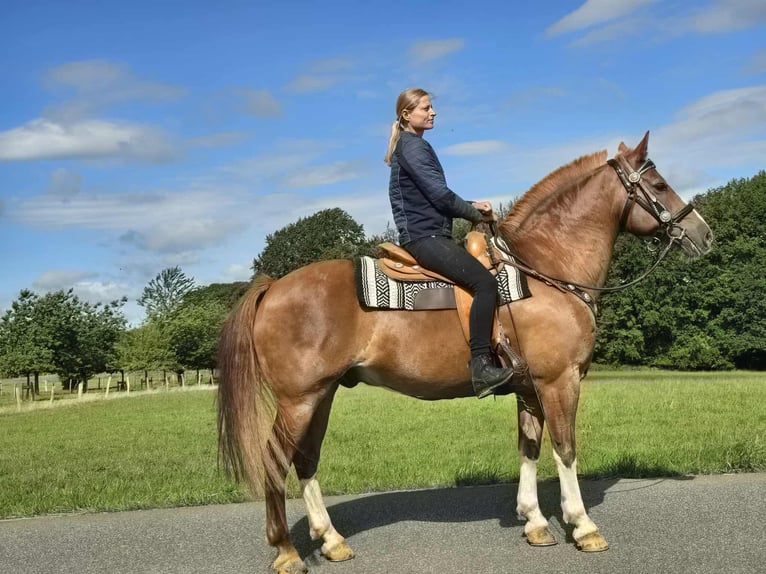 Freiberger Wallach 15 Jahre 157 cm Fuchs in Linkenbach