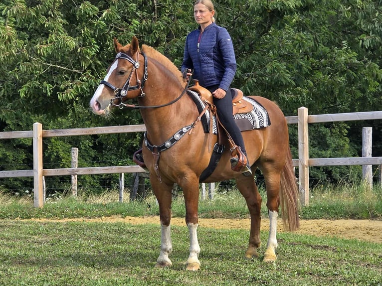 Freiberger Wallach 15 Jahre 157 cm Fuchs in Linkenbach