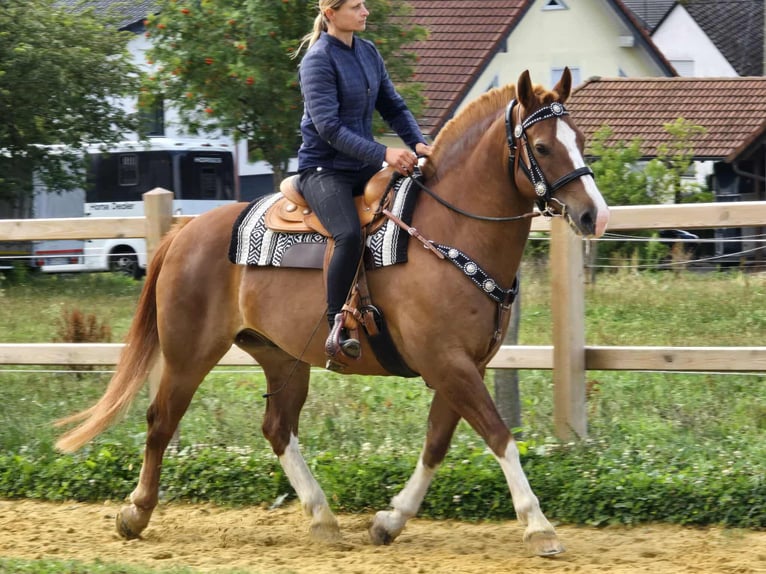Freiberger Wallach 15 Jahre 157 cm Fuchs in Linkenbach
