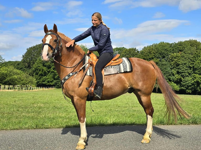 Freiberger Wallach 15 Jahre 157 cm Fuchs in Linkenbach