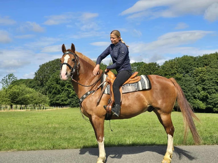 Freiberger Wallach 15 Jahre 157 cm Fuchs in Linkenbach