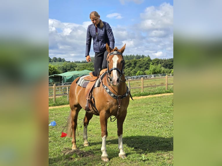 Freiberger Wallach 15 Jahre 157 cm Fuchs in Linkenbach