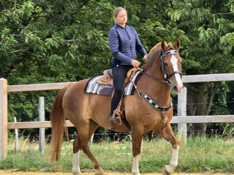 Freiberger Wallach 15 Jahre 157 cm Fuchs in Linkenbach