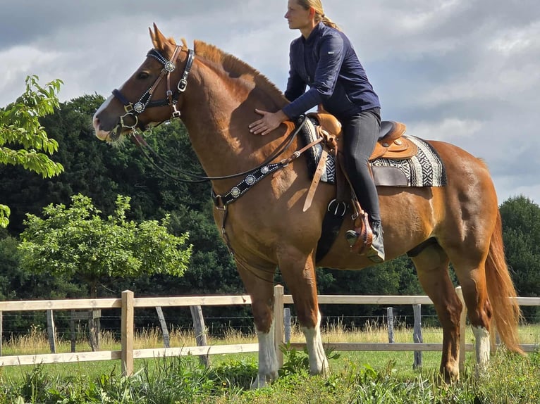 Freiberger Wallach 15 Jahre 157 cm Fuchs in Linkenbach