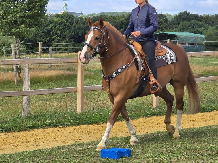 Freiberger Wallach 15 Jahre 157 cm Fuchs in Linkenbach