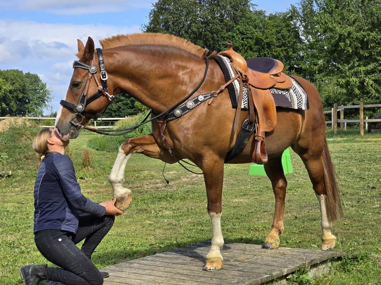 Freiberger Wallach 15 Jahre 157 cm Fuchs in Linkenbach