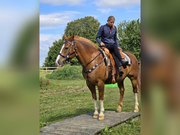 Freiberger Wallach 15 Jahre 157 cm Fuchs in Linkenbach
