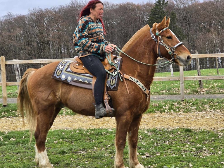 Freiberger Wallach 15 Jahre 157 cm Fuchs in Linkenbach