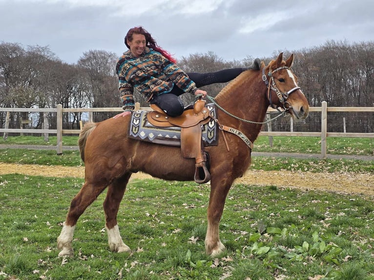 Freiberger Wallach 15 Jahre 157 cm Fuchs in Linkenbach