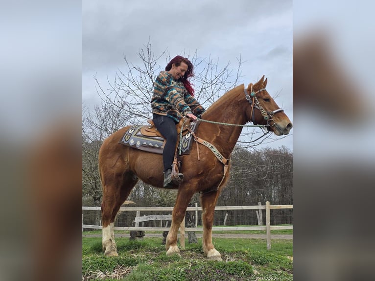 Freiberger Wallach 15 Jahre 157 cm Fuchs in Linkenbach