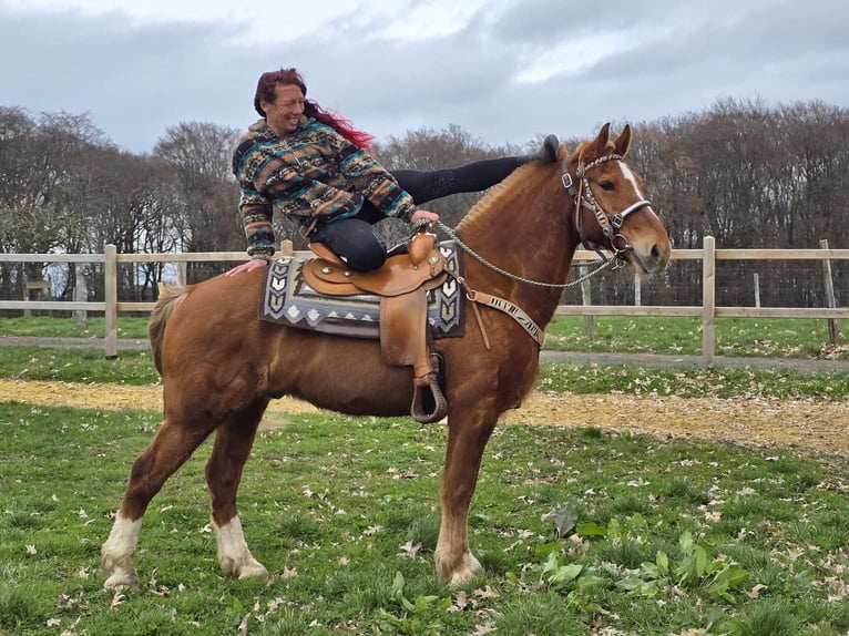 Freiberger Wallach 15 Jahre 157 cm Fuchs in Linkenbach